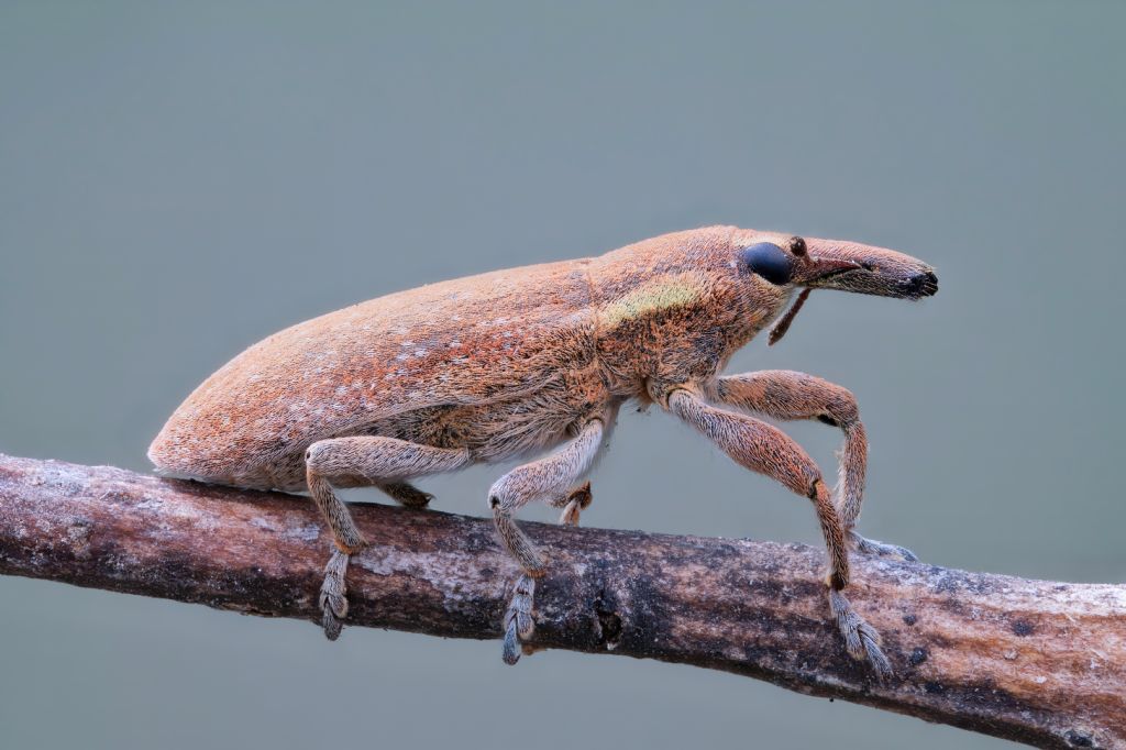 Curculionidae - Lixus sp.